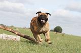 BULLMASTIFF 147